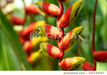 熱帶植物 Heliconia Heliconia Strata 花 105188567