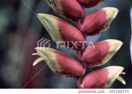 Tropical Plant Heliconia Heliconia Strata Flower 105188574