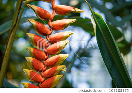 熱帶植物 Heliconia Heliconia Strata 花 105188575