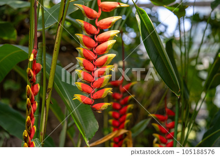 熱帶植物 Heliconia Heliconia Strata 花 105188576