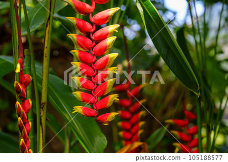 熱帶植物 Heliconia Heliconia Strata 花 105188577