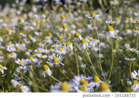 A large number of white daisies 105188735