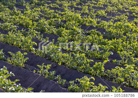 the green tops of a potato field in spring at sunset 105188786