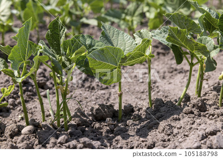 young small bean plants in the field, growing beans young small bean plants in the field, growing beans 105188798
