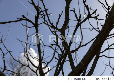 catalpa bignoniform tree in sunny weather in early spring catalpa bignoniform tree in sunny weather in early spring 105188818