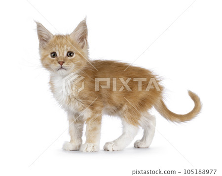 Creme kitten on white background 105188977