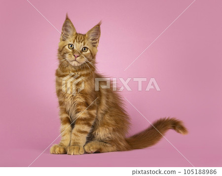 Maine Coon cat kitten on a pink background 105188986