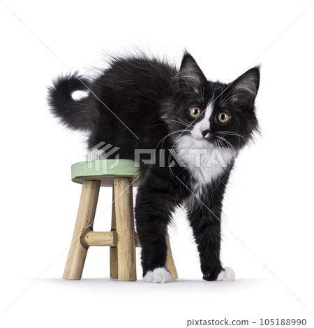 Maine Coon cat kitten on white background 105188990