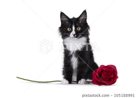Maine Coon cat kitten on white background Maine Coon cat kitten on white background 105188991