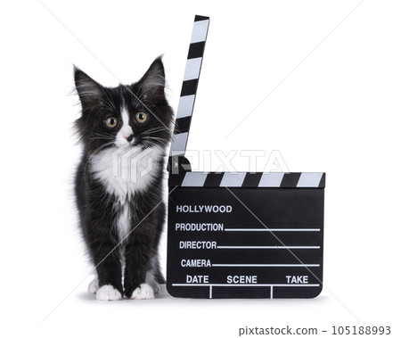 Maine Coon cat kitten on white background 105188993
