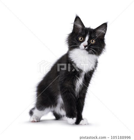 Maine Coon cat kitten on white background 105188996