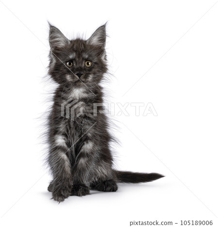 Maine Coon cat kitten on white background 105189006
