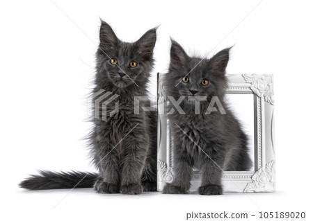 Maine Coon cat kitten on white background Maine Coon cat kitten on white background 105189020