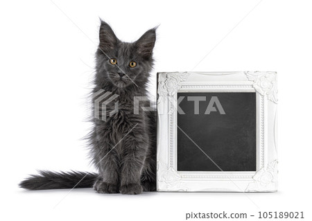Maine Coon cat kitten on white background Maine Coon cat kitten on white background 105189021