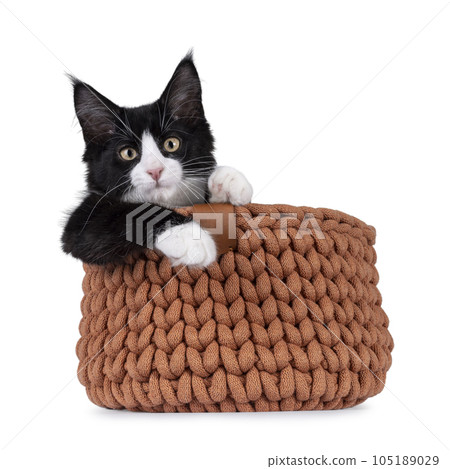 Maine Coon cat kitten on white background 105189029