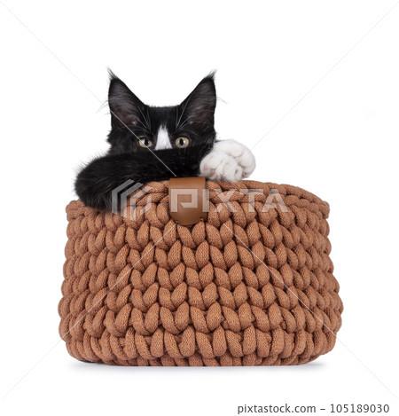 Maine Coon cat kitten on white background 105189030