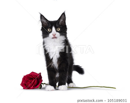 Maine Coon cat kitten on white background 105189031