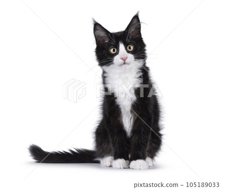 Maine Coon cat kitten on white background Maine Coon cat kitten on white background 105189033