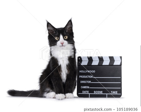 Maine Coon cat kitten on white background 105189036