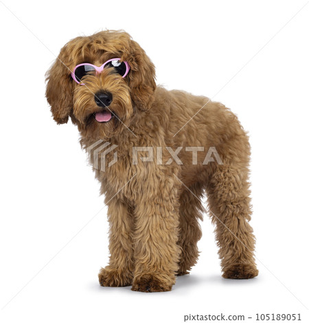 Labradoodle dog on white background Labradoodle dog on white background 105189051