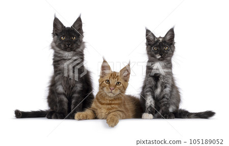 Maine Coon cat kittens on white background 105189052