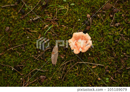 雨季地上的青苔和毒菌 105189079