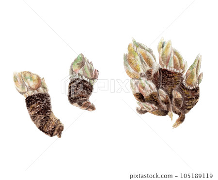 Turtle hand-painted watercolor 105189119