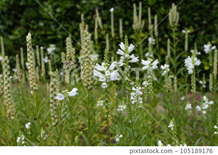 Physostegia virginiana or obedient plant white flowers Physostegia virginiana or obedient plant white flowers 105189176