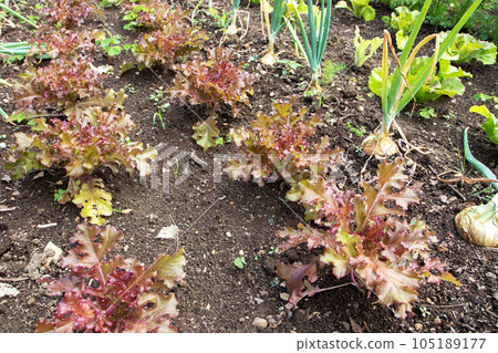 Red and green lettuce and onion companion plants at the vegetable bed. Red and green lettuce and onion companion plants at the vegetable bed. 105189177