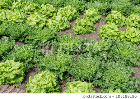 Endive lettuce plants in the organic garden 105189180