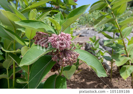 Asclepias syriaca or common milkweed plant with flowers 105189186
