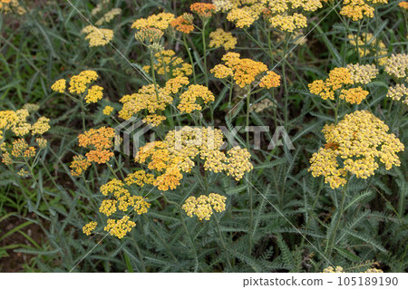 Yarrow  or achillea millefolium plants with yellow flowers. 105189190