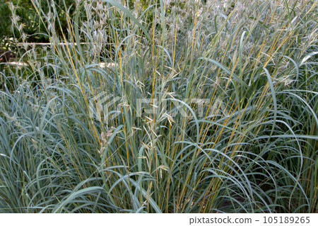 Hyparrhenia tamba ornamental grass plant with flowers close-up 105189265
