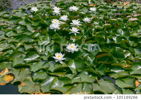 Nymphaea odorata or fragrant white water lily aquatic plants in the pond Nymphaea odorata or fragrant white water lily aquatic plants in the pond 105189266