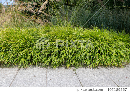 Hakonechloa macra or hakone grass or japanese forest grass 105189267