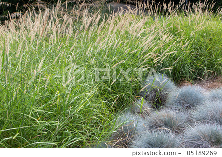 Pennisetum alopecuroides or fountaingrass flowering and Festuca glauca or blue fescue plants Pennisetum alopecuroides or fountaingrass flowering and Festuca glauca or blue fescue plants 105189269