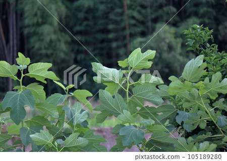 large fig leaves large fig leaves 105189280