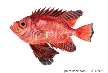 日本宜必思手繪水彩畫 105189730