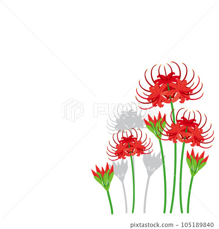 Cluster amaryllis 6 105189840