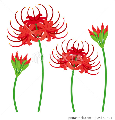 Cluster amaryllis 2 105189895
