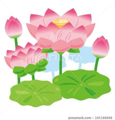 Lotus flower 2 105189898