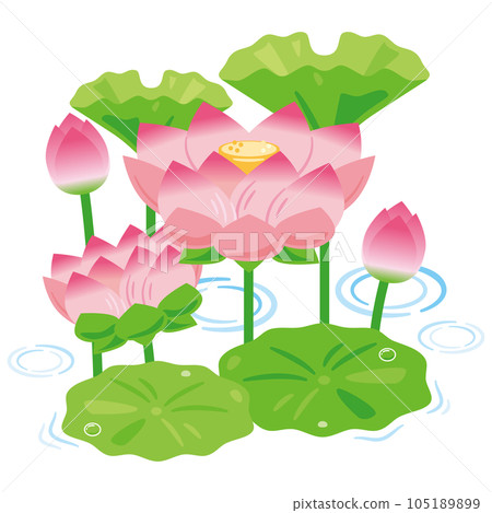Lotus flower 1 Lotus flower 1 105189899