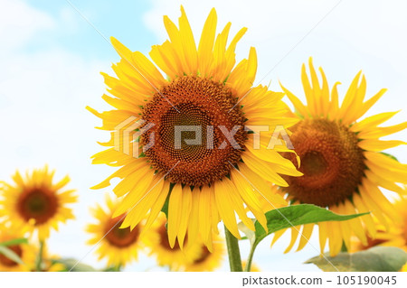 Sunflower Sunflower 105190045