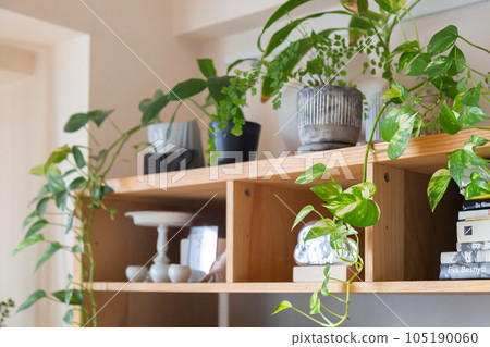 自然的室內裝飾與盆栽植物 105190060