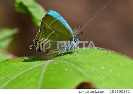 A beautiful butterfly seen in the highland forest in early summer, shining in emerald green A beautiful butterfly seen in the highland forest in early summer, shining in emerald green 105190172