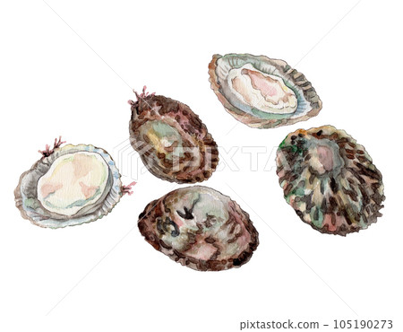 龜甲手繪水彩 龜甲手繪水彩 105190273