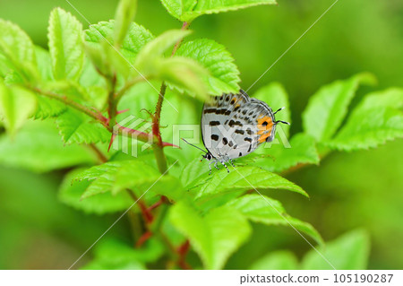 Blue-eyed corbicula with an impressive orange pattern that can be seen in early summer in thickets and highland forests. 105190287