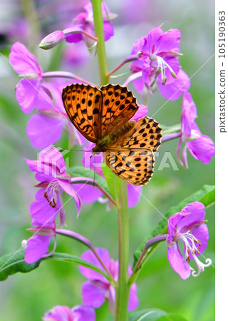 Bright orange butterflies and phalaenopsis that visit highland willow and thistle flowers in early summer 105190363