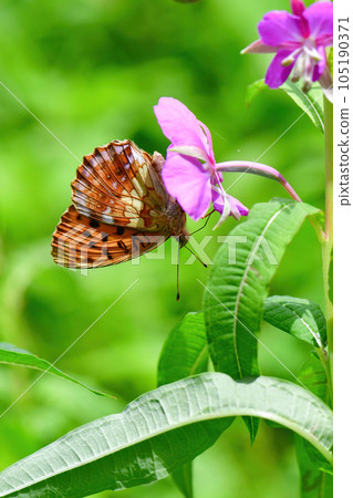 Bright orange butterflies and phalaenopsis that visit highland willow and thistle flowers in early summer 105190371