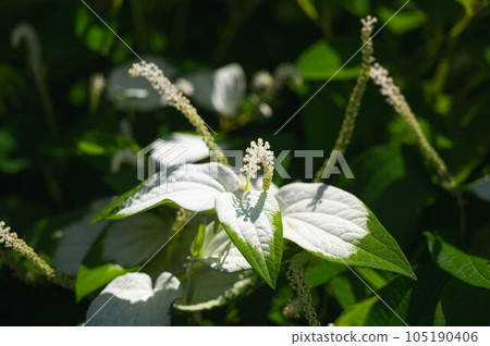 寒歌壽白葉花 寒歌壽白葉花 105190406